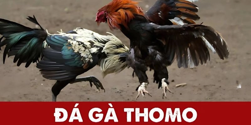 Chiến thuật trong đá gà  tại Thomo đòi hỏi sự nhanh nhạy, phân tích kỹ lưỡng
